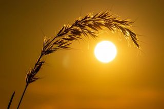 La OMM no tiene planes inmediatos para nombrar las olas de calor