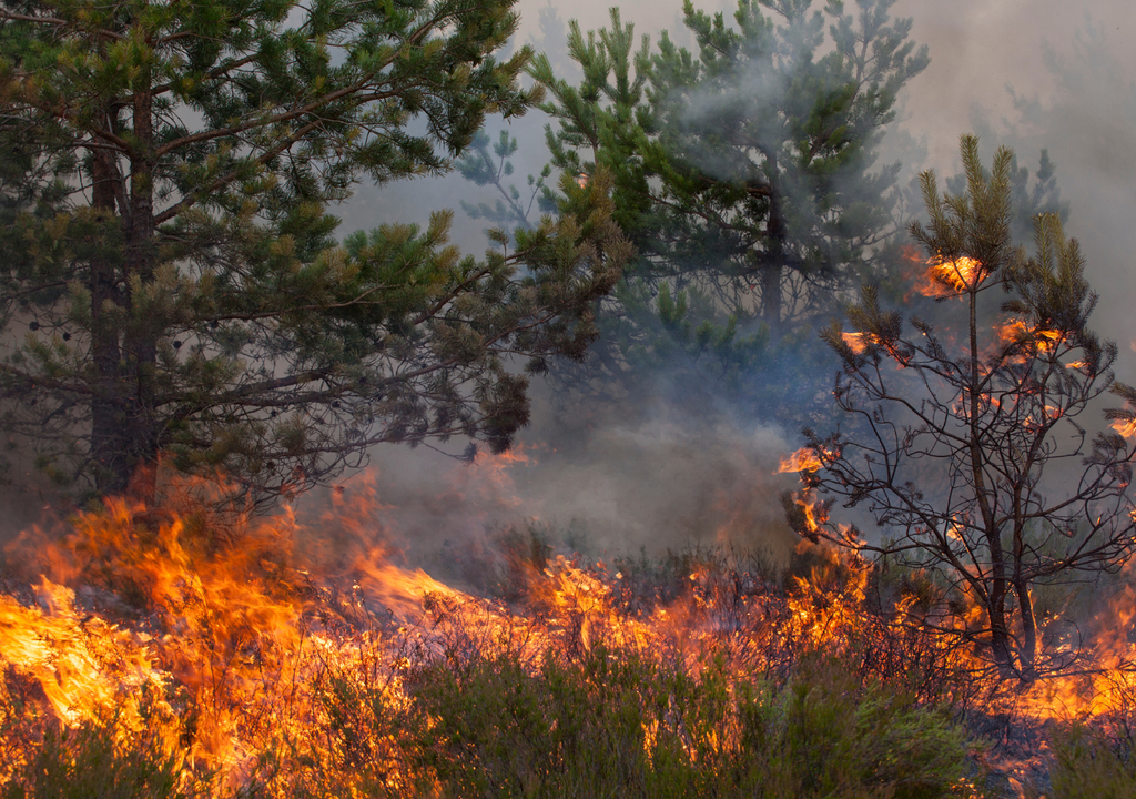 Incendio forestal