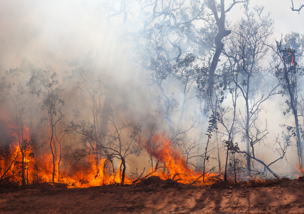 Incendio forestal Incendio forestal