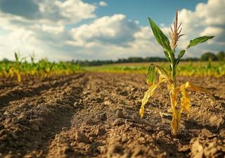 La ONU advierte de que la sequía está causando daños humanos y económicos nunca vistos en el mundo
