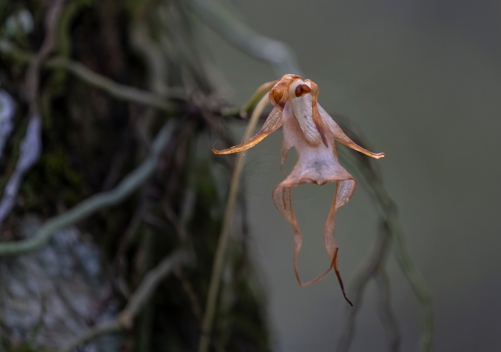 Su nombre científico honra al botánico belga Jean Jules Linden, quien estudió y documentó diversas orquídeas tropicales.