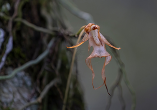 La orqu&iacute;dea m&aacute;s extra&ntilde;a es ahora tendencia en CDMX: no tiene hojas y realiza la fotos&iacute;ntesis con sus ra&iacute;ces