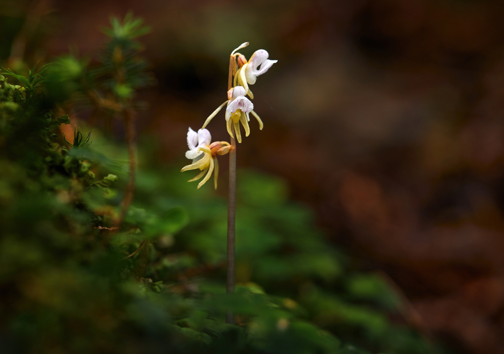 Puede pasar varios años sin florecer, incluso cuando la planta está completamente sana y en condiciones ambientales adecuadas.
