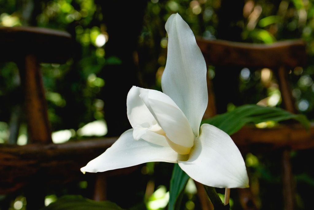 La orquídea monja blanca fue incluida en NOM059 en 2001 y por lo tanto su colecta y el comercio de plantas silvestres están prohibidos. La orquídea monja blanca fue incluida en la NOM-059 en 2001, por lo que su colecta y el comercio de plantas silvestres están prohibidos.