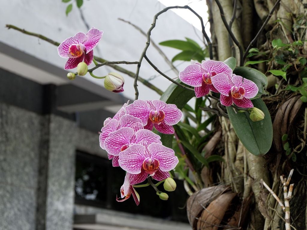 Para proteger esta hermosa planta floreada el gobierno mexicano debe eliminar el comercio de orquídeas ilegal y detener la destrucción de su hábitat. Para proteger esta hermosa planta, es necesario frenar el comercio ilegal de orquídeas y detener la destrucción de su hábitat en México.