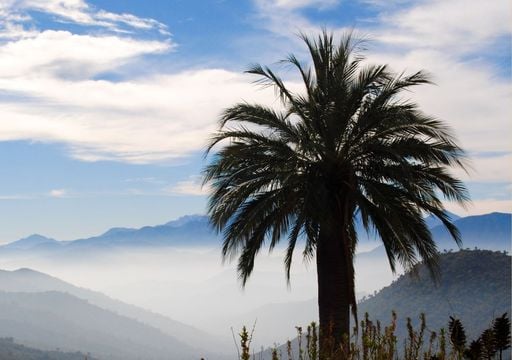 La palma chilena entra en la &ldquo;lista roja&rdquo; del comercio global para evitar su desaparici&oacute;n