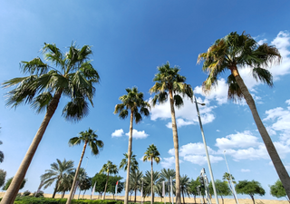 La palmera mexicana o washingtonia robusta: cuidados de la planta que conquista al mundo