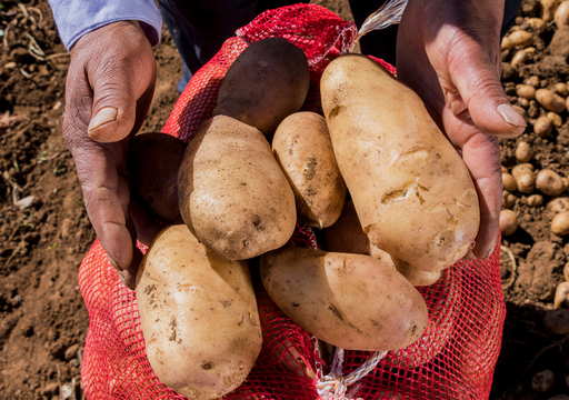 La papa evolucionó del tomate hace 9 millones de años