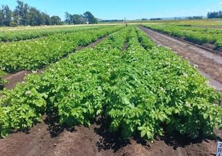 La papa que podría cambiar tus snacks se creó en Argentina: solo entenderás su importancia cuando la veas frita
