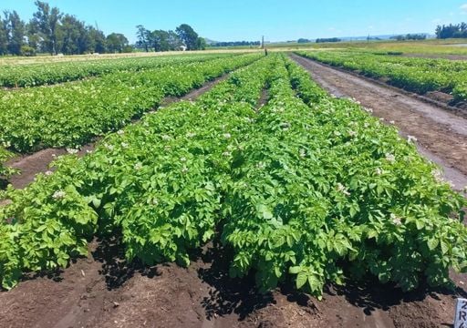 La papa que podría cambiar tus snacks se creó en Argentina: solo entenderás su importancia cuando la veas frita