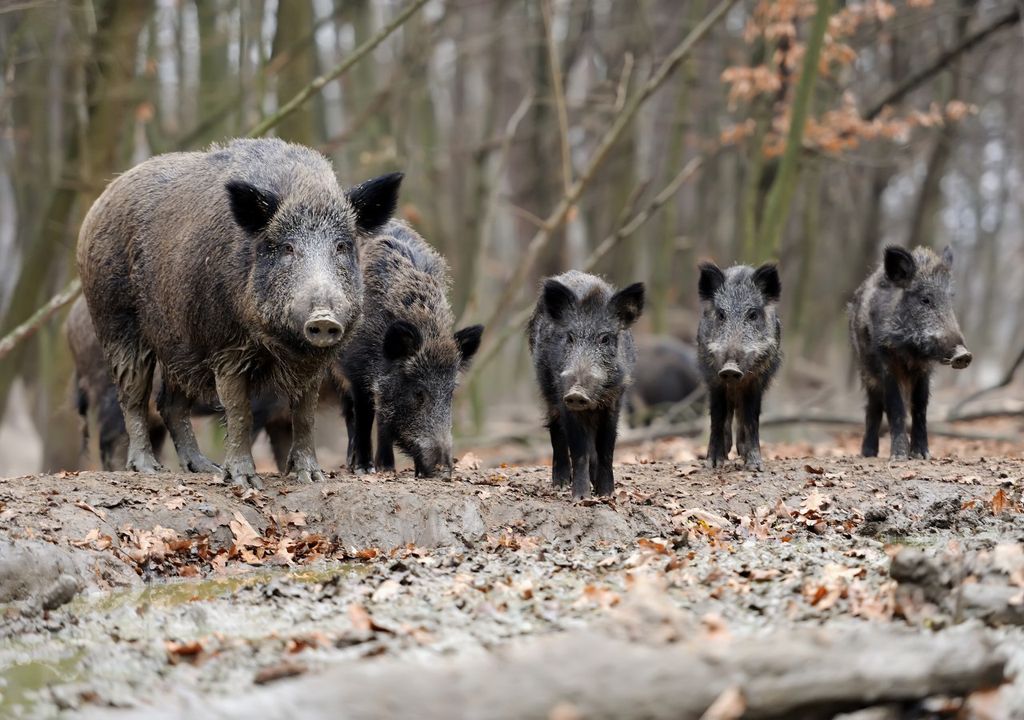 wild boar, pig, germany