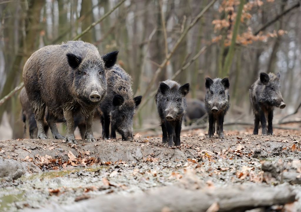 jabali, cerdo, alemania