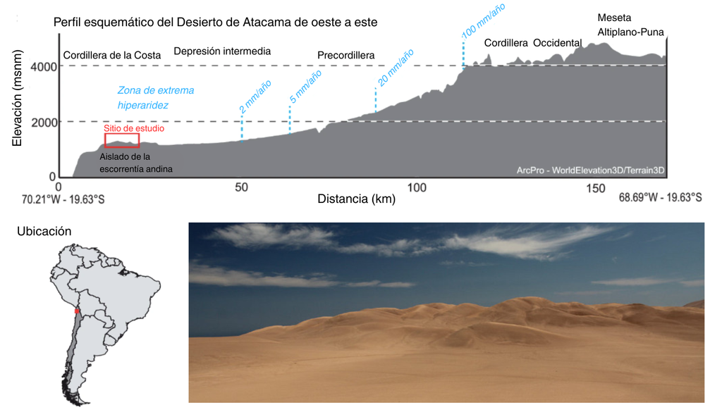 En la zona más seca del desierto llueve menos de 2 mm al año. Crédito: Ritter-Pinz et al. (2026).