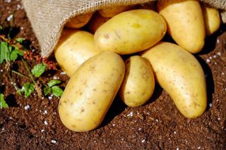 La patata y su adaptación climática