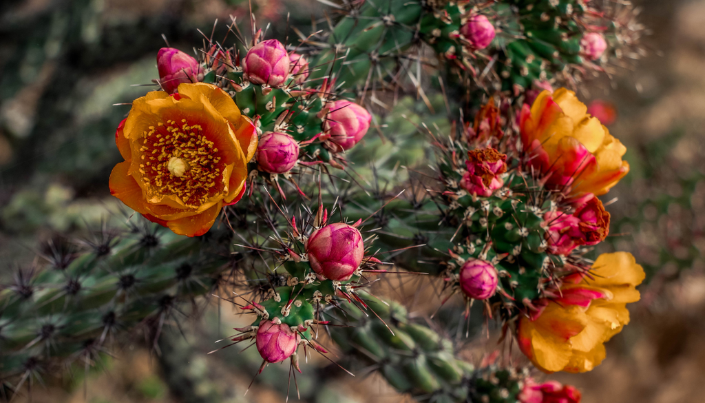 Aunque parecen “rudas”, sus flores atraen polinizadores como abejas y otros insectos adaptados a zonas áridas. Aunque parecen “rudas”, sus flores atraen polinizadores como abejas y otros insectos adaptados a zonas áridas.