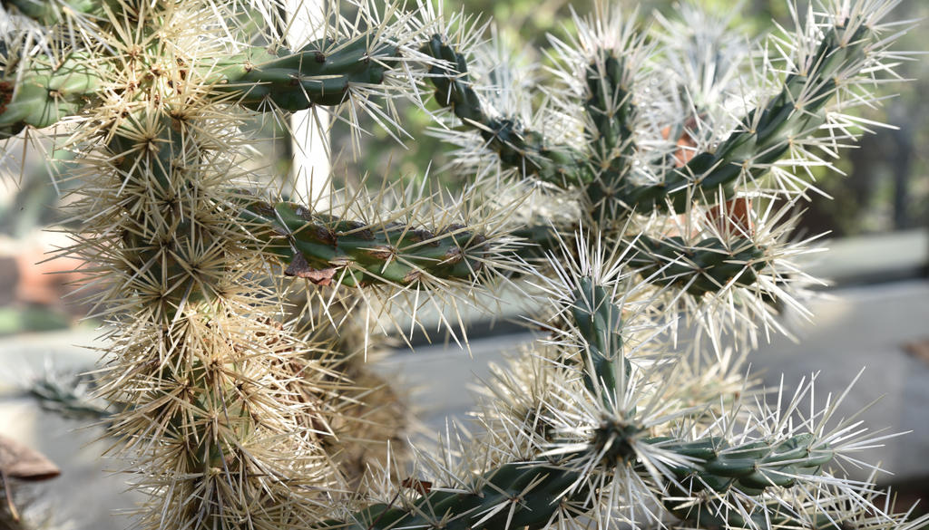 En jardines xerófitos, combinan muy bien con agaves, yucas, dasylirion y otras plantas de bajo consumo de agua. En jardines xerófitos, combinan muy bien con agaves, yucas, dasylirion y otras plantas de bajo consumo de agua.