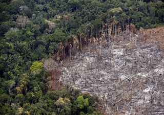 La pérdida de bosques tropicales continuó durante 2022