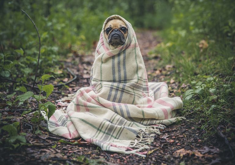 Invierno, Frío, Nieve, Heladas, Lluvia, Pronóstico, Tendencia Invierno, Frío, Nieve, Heladas, Lluvia, Pronóstico, Tendencia