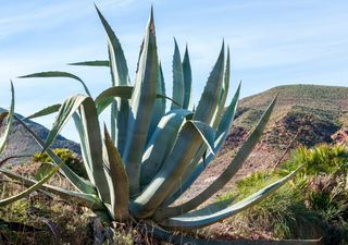 La pianta che resiste al caldo estremo e non ha quasi bisogno d’acqua: perfetta per l’estate