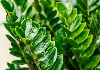 La pianta da interno più facile da coltivare secondo i vivaisti: quasi impossibile da uccidere