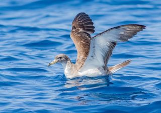 La più grande colonia di berte maggiori del Mediterraneo è quella dell'isola di Linosa