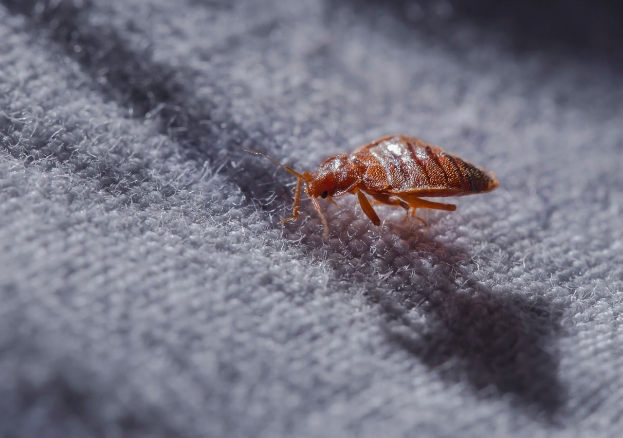 La plaga de chinches de París, una nueva amenaza se acerca a España