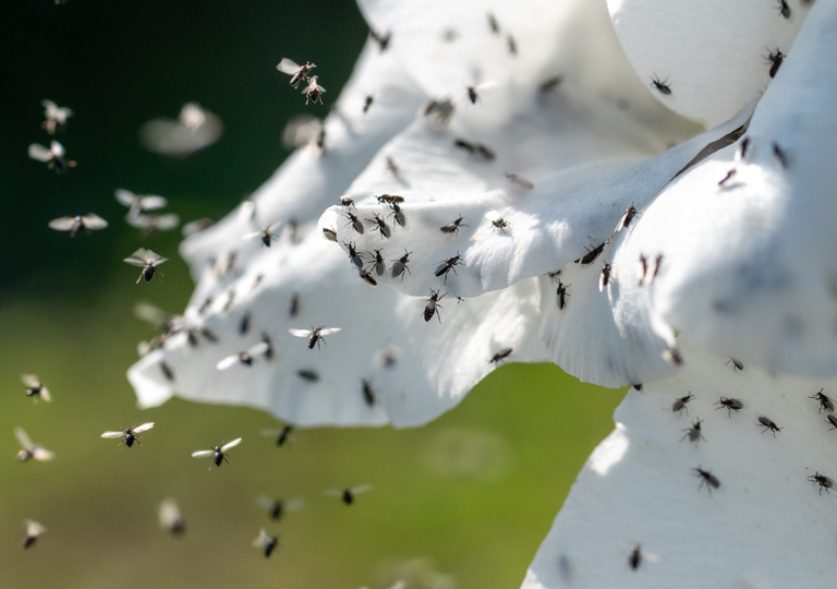 Der häufigste Sommer-Schädling in Töpfen und wie man ihn ohne Chemikalien oder Insektizide beseitigt