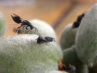 La plaga que está arrasando las cosechas de almendra