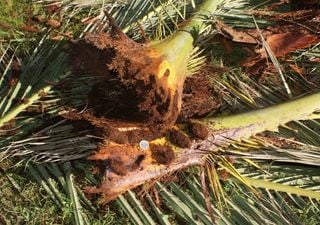 La plaga silenciosa que está matando palmeras en España: así actúa el temido picudo rojo y cómo detectarlo a tiempo