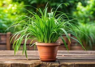 Die ideale Aromapflanze für Ihre Terrasse: Sie duftet gut, wehrt Mücken ab und wächst leicht in Töpfen