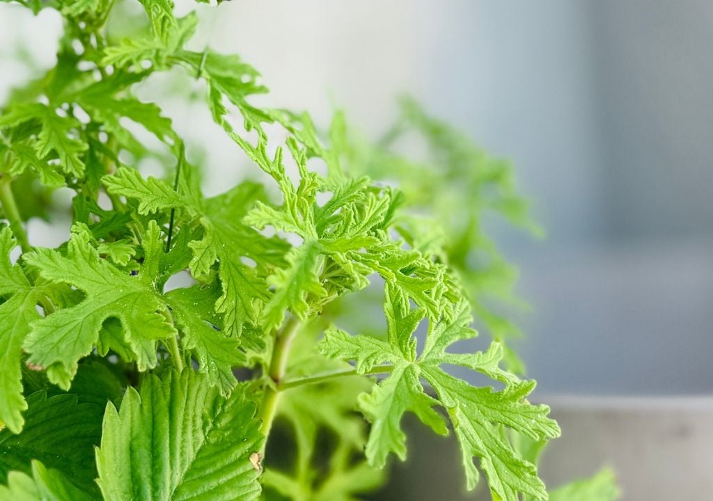 PLantas Al rozar sus hojas, el aroma se intensifica y refuerza su efecto repelente.