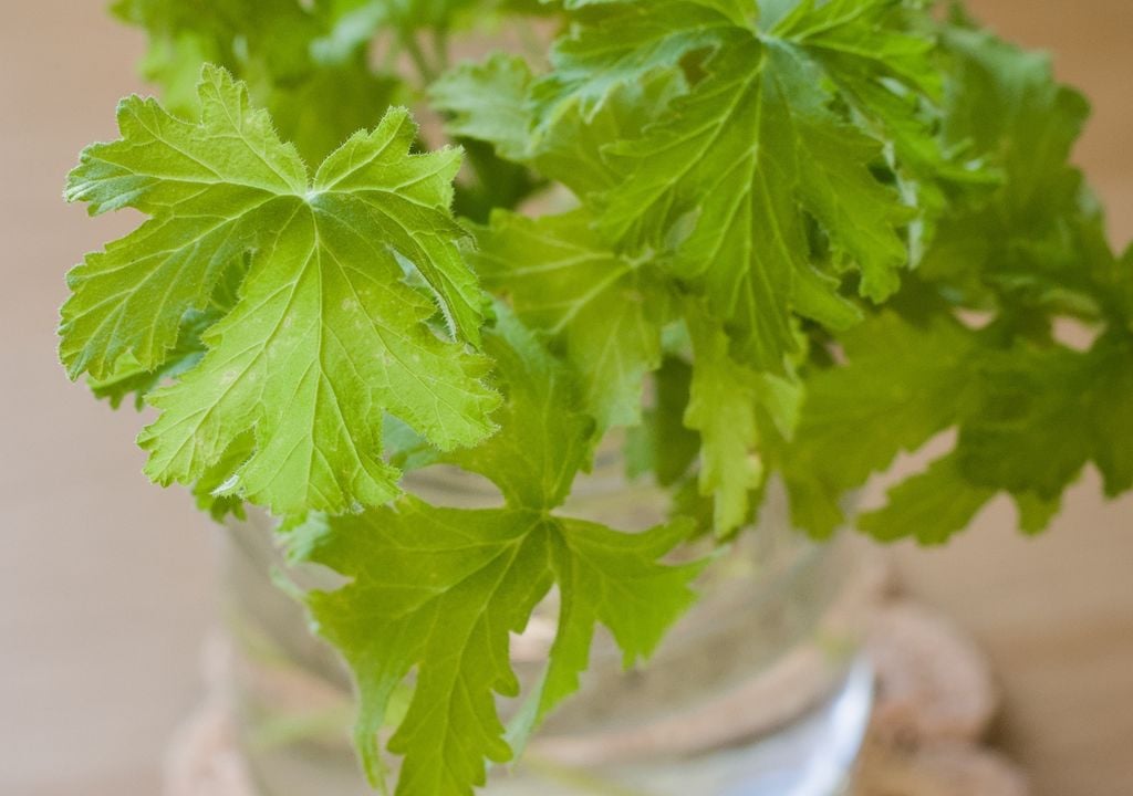 Plantas Sus hojas perfumadas liberan aceites esenciales que funcionan como un repelente natural.