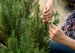 La planta aromática que adorna terrazas sin apenas agua y enamora con sus hojas verdes y aroma constante