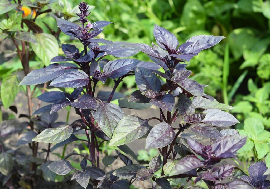 Albahaca morada Albahaca morada