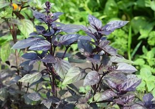 The Aromatic Plant That Repels Mosquitoes and Attracts Butterflies, Perfect for Balconies With Little Sun