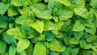 La planta arom&aacute;tica que relaja el cuerpo y protege el jard&iacute;n: c&oacute;mo aprovecharla en tu peque&ntilde;a huerta