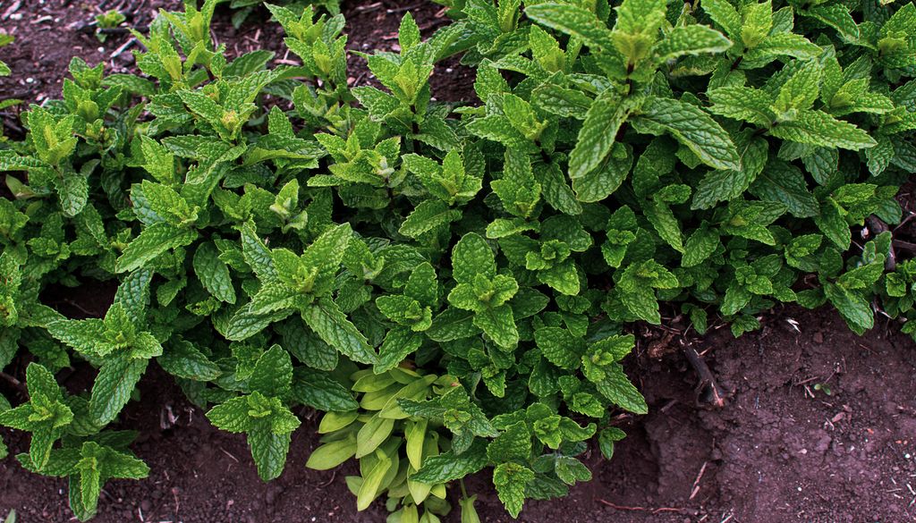 Los tallos rastreros y las estructuras subterráneas permiten a la hierbabuena extenderse con rapidez, una característica que conviene controlar cuando se cultiva en casa.