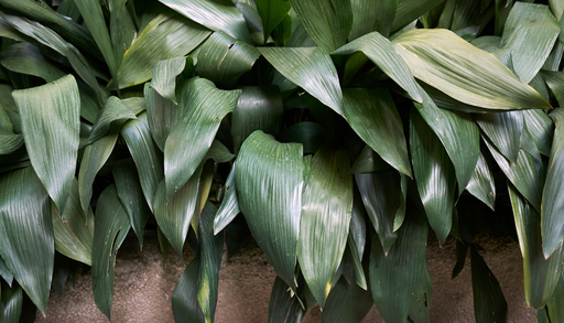 La planta casi indestructible para interiores: c&oacute;mo cuidar una Aspidistra y mantener sus hojas impecables