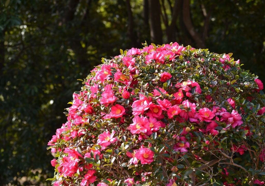poda camelia poda camelia