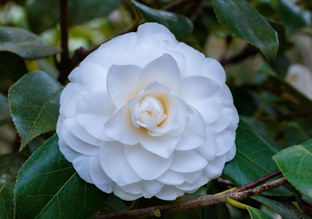 camelias variedades camelias variedades