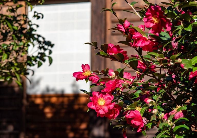 La planta ornamental que resiste el frío y florece en invierno: perfecta para terrazas sin Sol