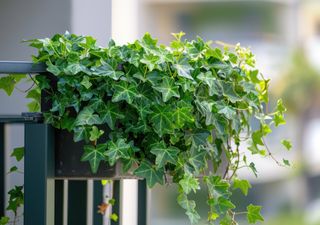 La planta colgante que sobrevive a la sombra y al frío: ideal para balcones pequeños