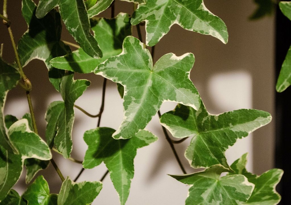hedera hedera