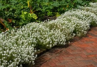 La planta con flores blancas que tapiza tu jardín en verano, huele a miel, adora el sol y tiene cero mantenimiento