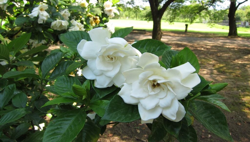 gardenias Las gardenias de mayor desarrollo pueden crecer directamente en el jardín, donde sus raíces tienen más espacio y el arbusto puede alcanzar una presencia mucho más importante.