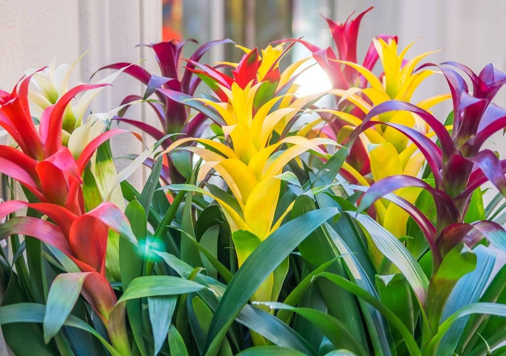 plantas plantas