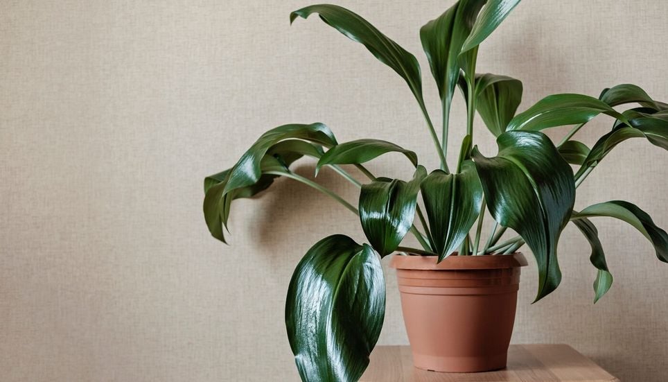 Résistante et à croissance lente, l’aspidistra peut accompagner pendant des années ceux qui recherchent une plante d’intérieur peu exigeante.