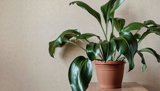 La planta de interior que tolera poca luz: c&oacute;mo cuidar la aspidistra al llegar la primavera