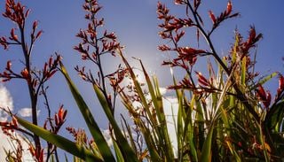 La planta escultural, colorida y resistente que le suma elegancia a tus canteros y macetas
