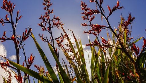 La planta escultural, colorida y resistente que le suma elegancia a tus canteros y macetas